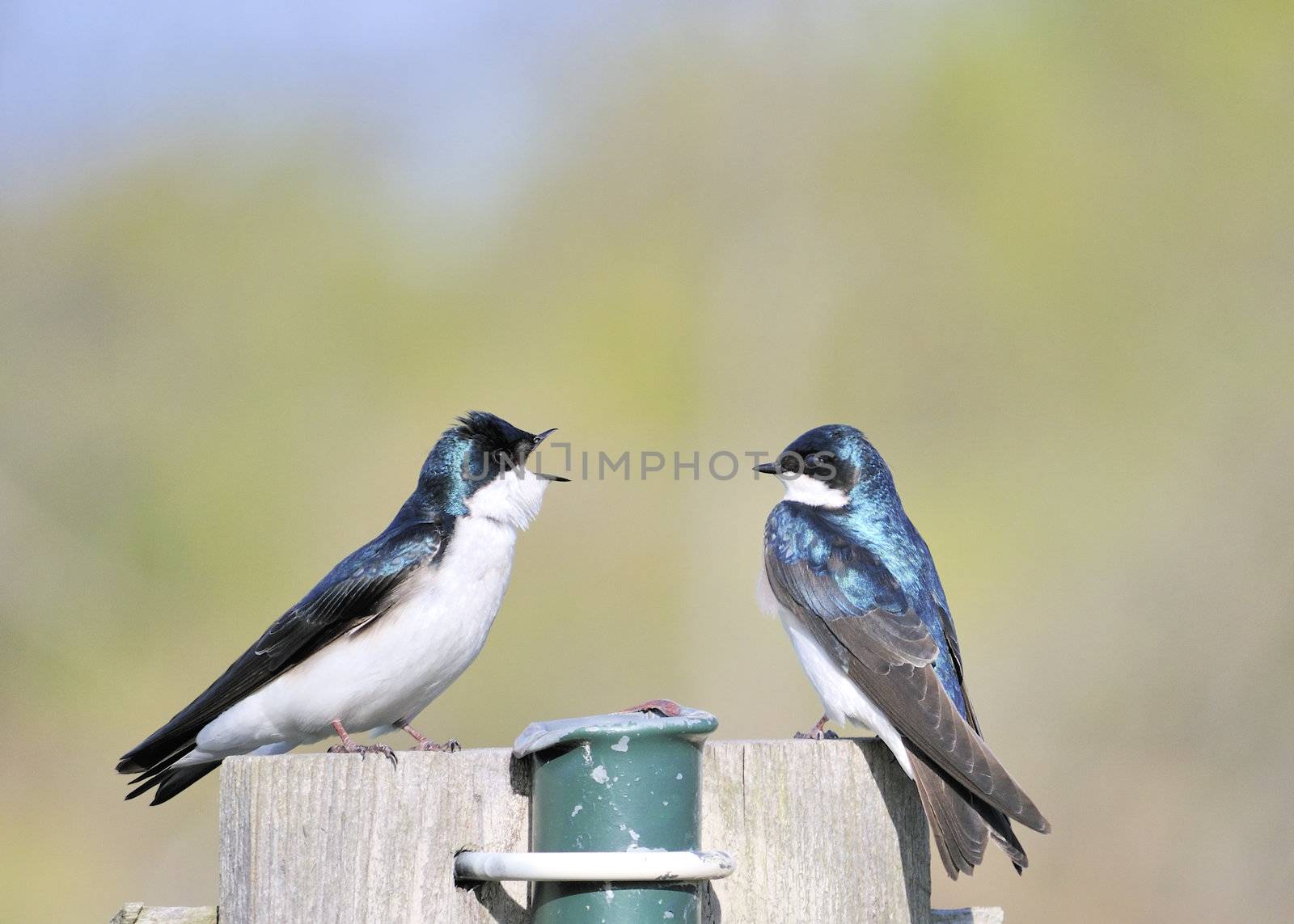 Tree Swallow by brm1949