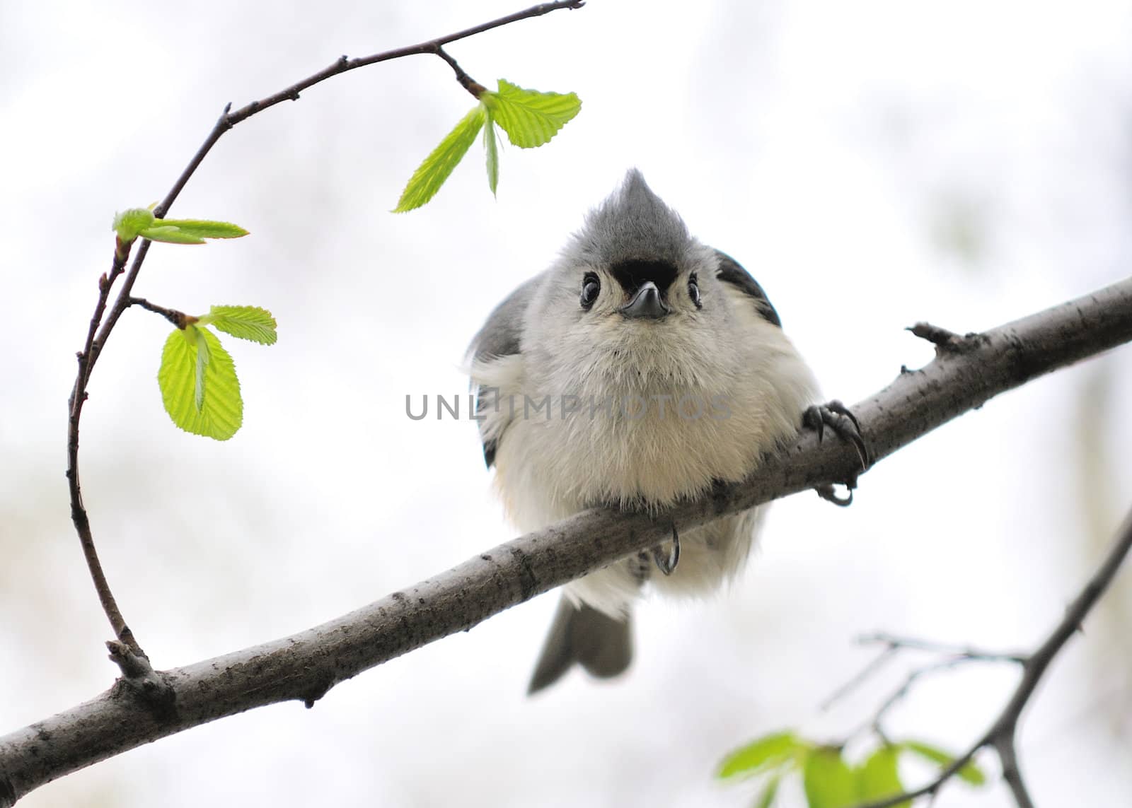 A tufted titmouse perched on a tree branch.