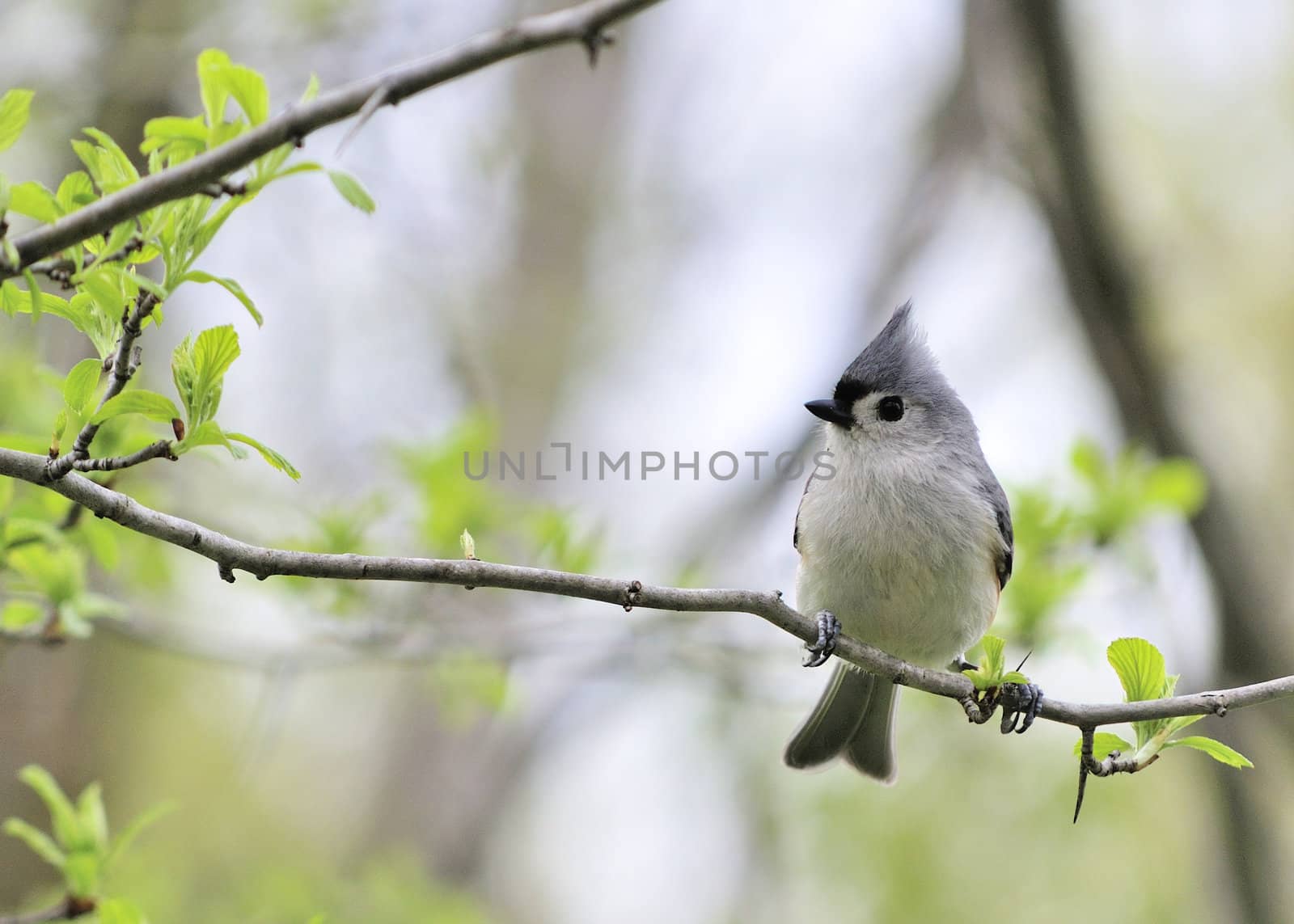 Tufted Titmouse by brm1949