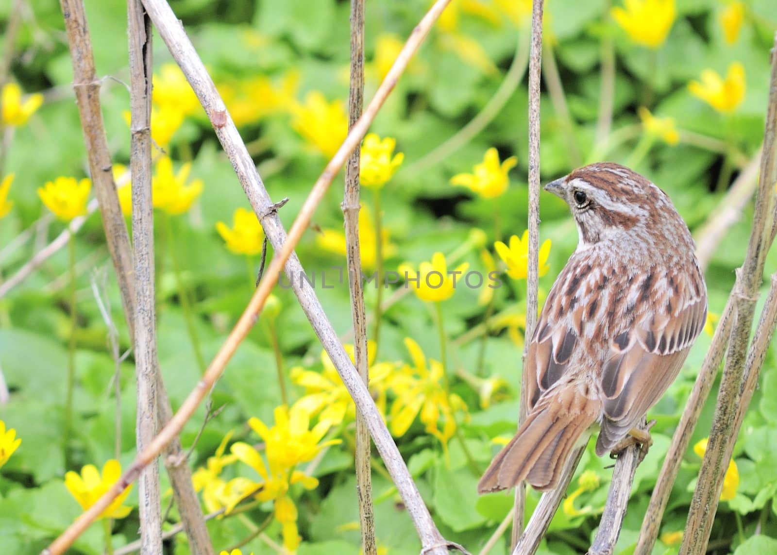 American Tree Sparrow by brm1949