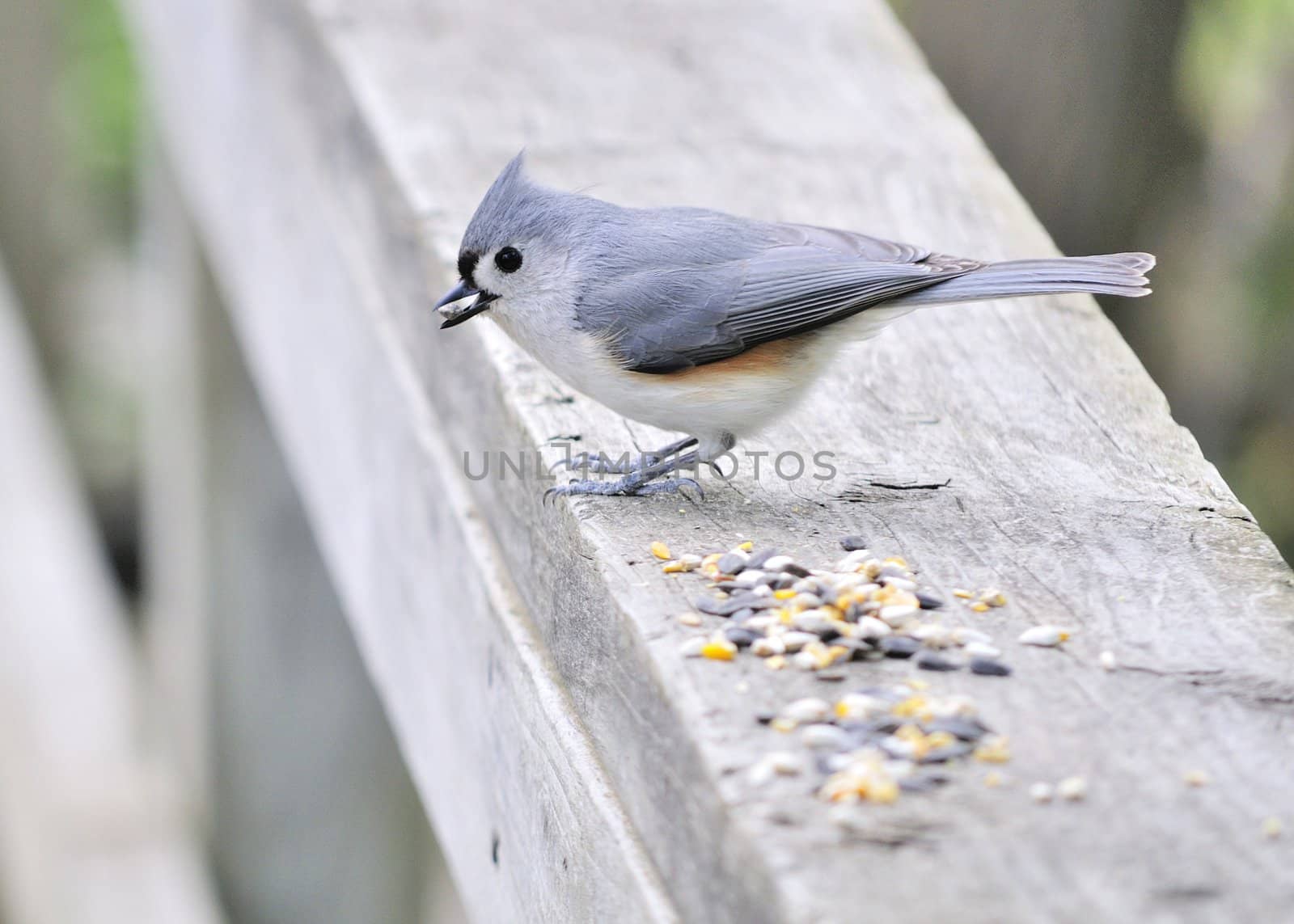 A tufted titmouse perched on a wooden railing with bird seed.