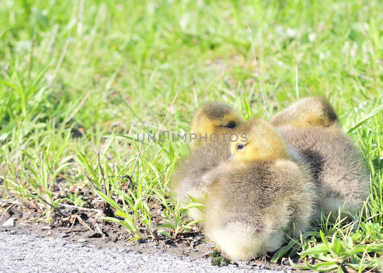 A small group of Canada geese goslings sitting on the side of a bike path.