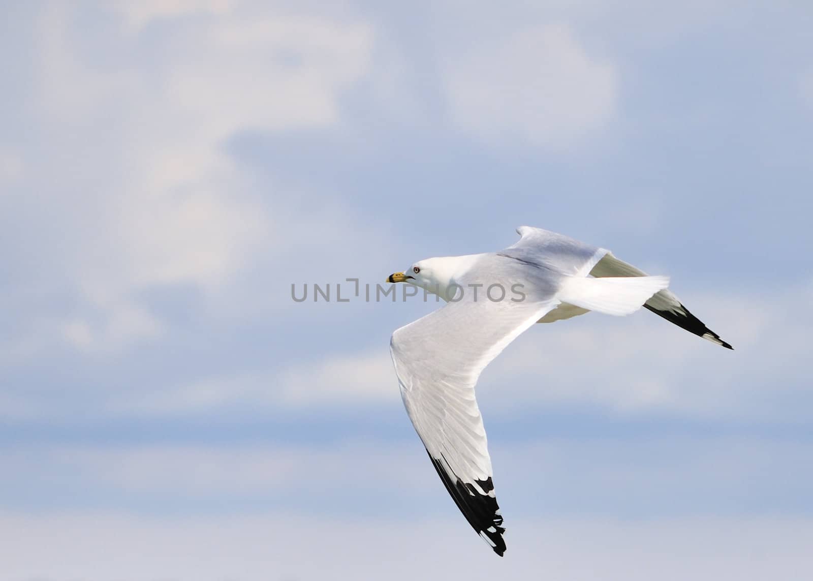 A ring-billed seagull in flight against a blue sky.