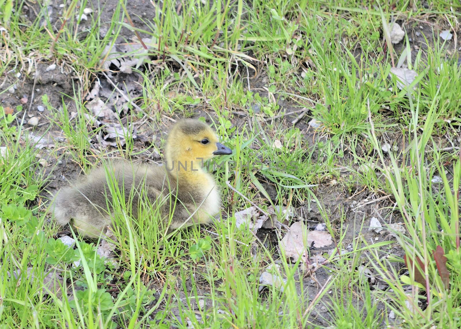 Canada Goose Gosling by brm1949