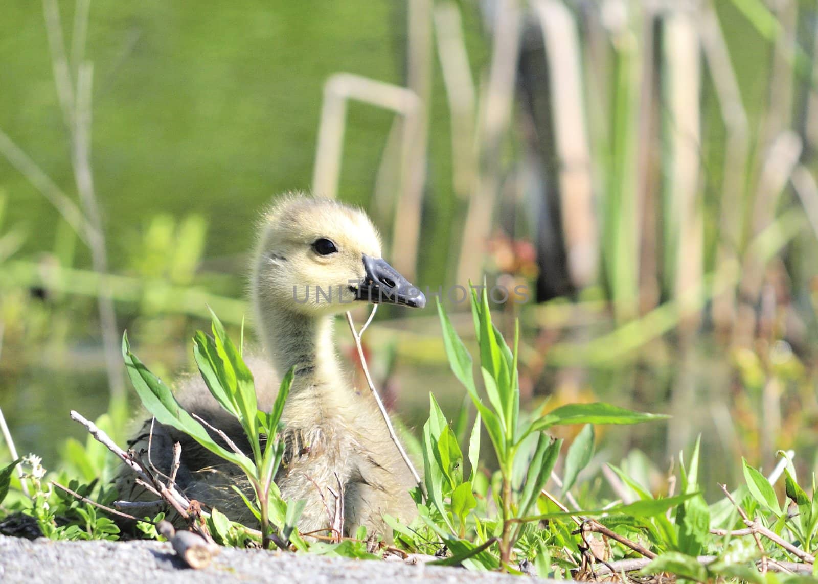 A Canada goose gosling sitting in the grass.