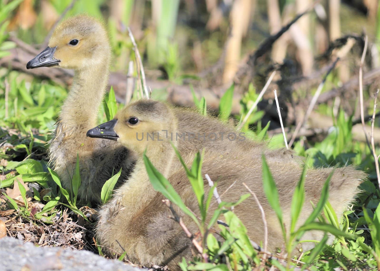 Canada Goose Goslings by brm1949