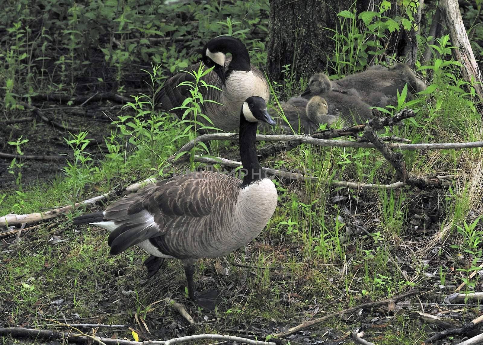 Canada Geese And Goslings by brm1949