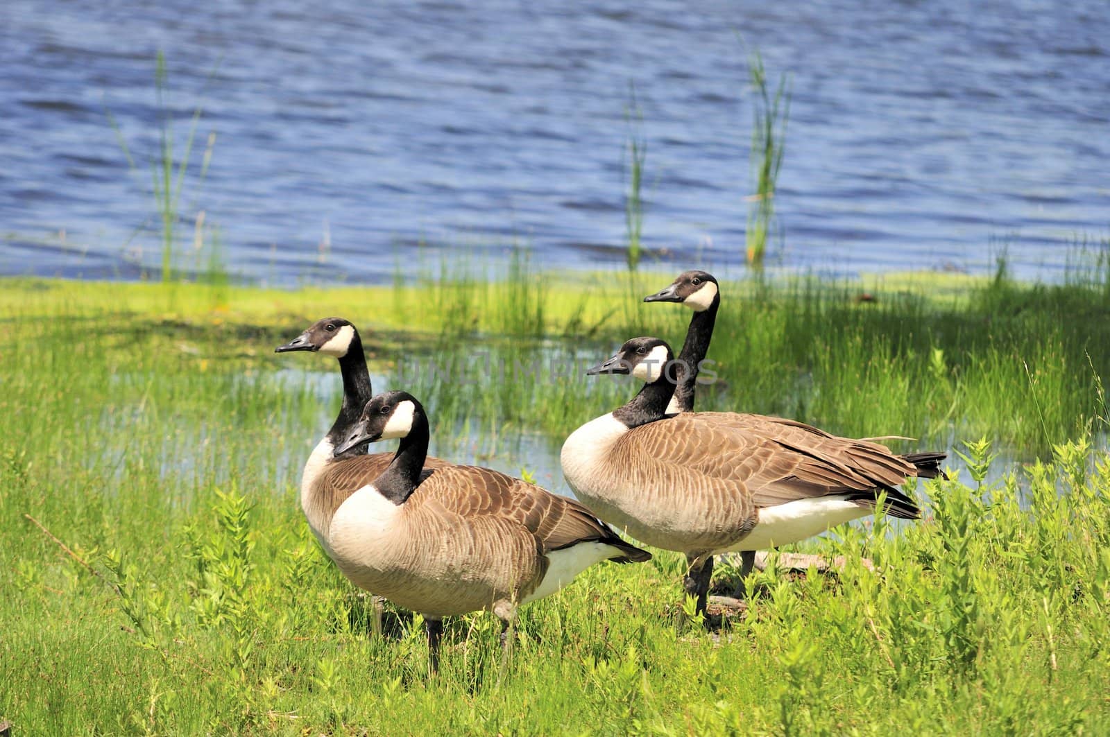 A small gaggle of Canada geese standing at a lake edge.