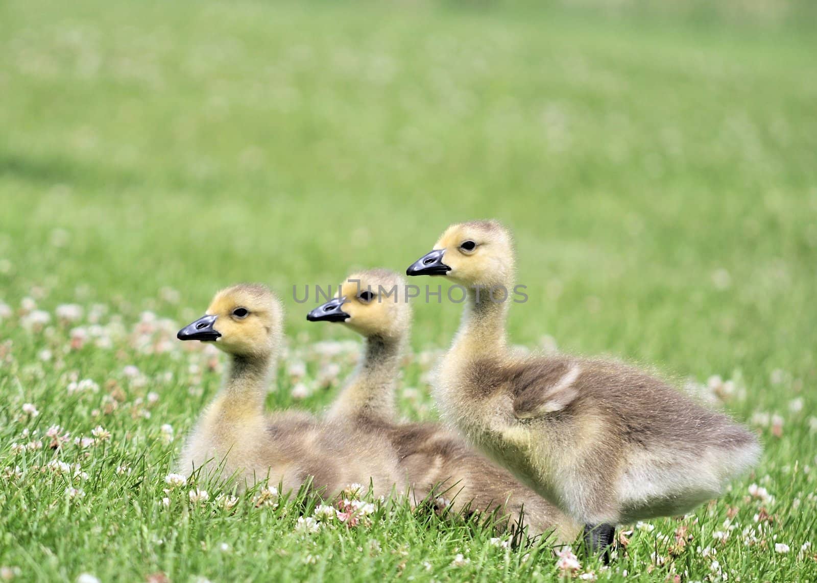 Canada Goose Goslings by brm1949