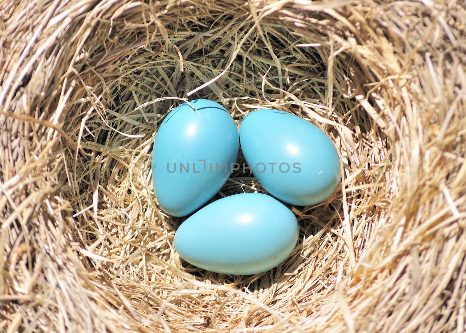 Three robin eggs sitting on the bottom of a nest.