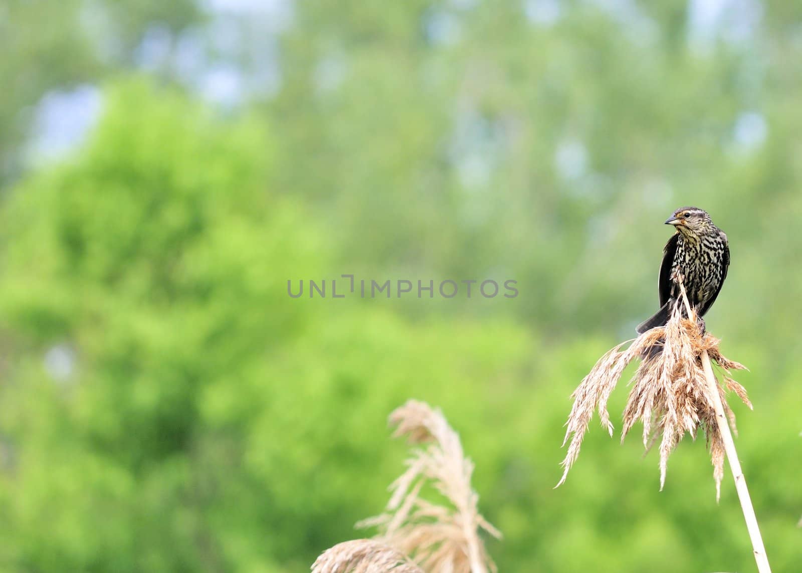 A female redwing blackbird perched on a reed in a marsh.