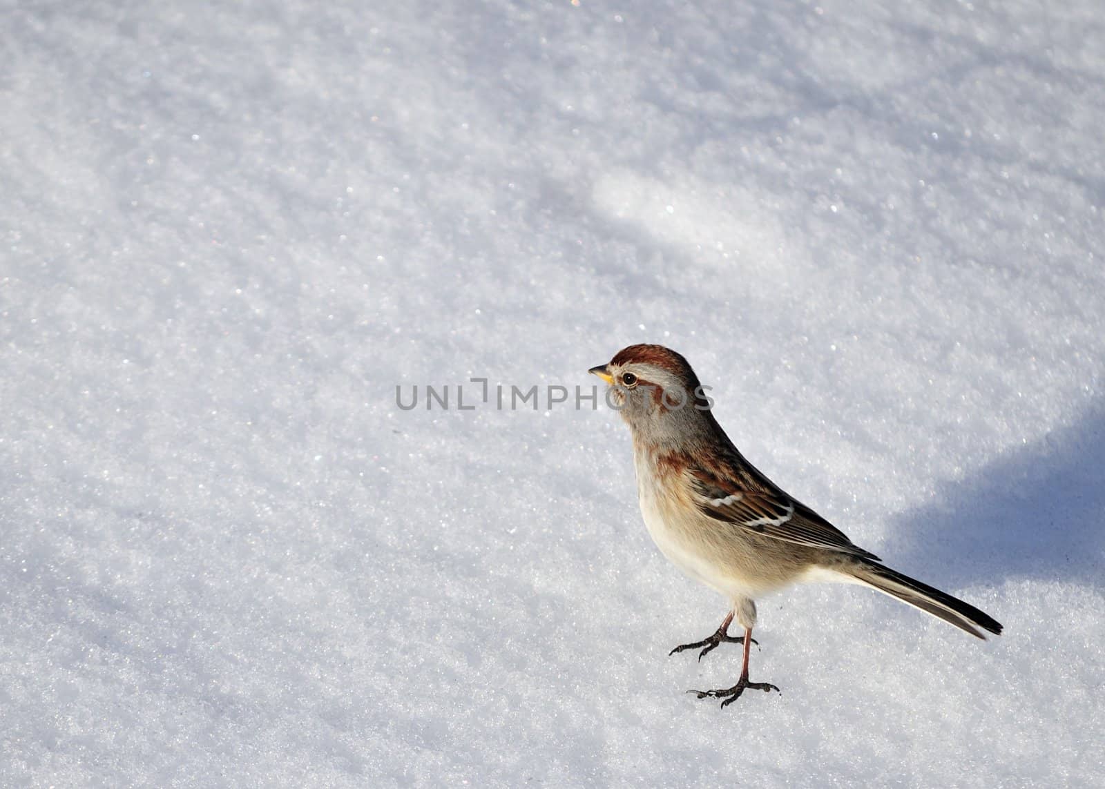 An American tree sparrow perched in the snow.