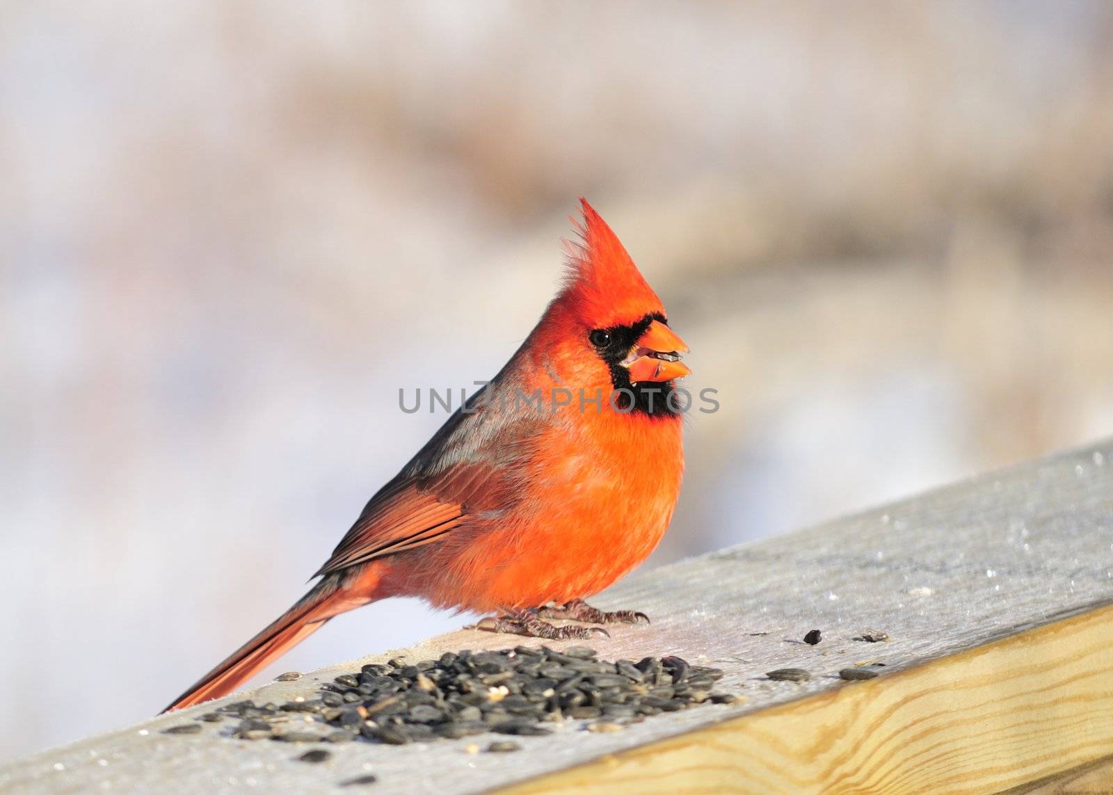 A male cardinal perched on a wooden rail with bird seed.