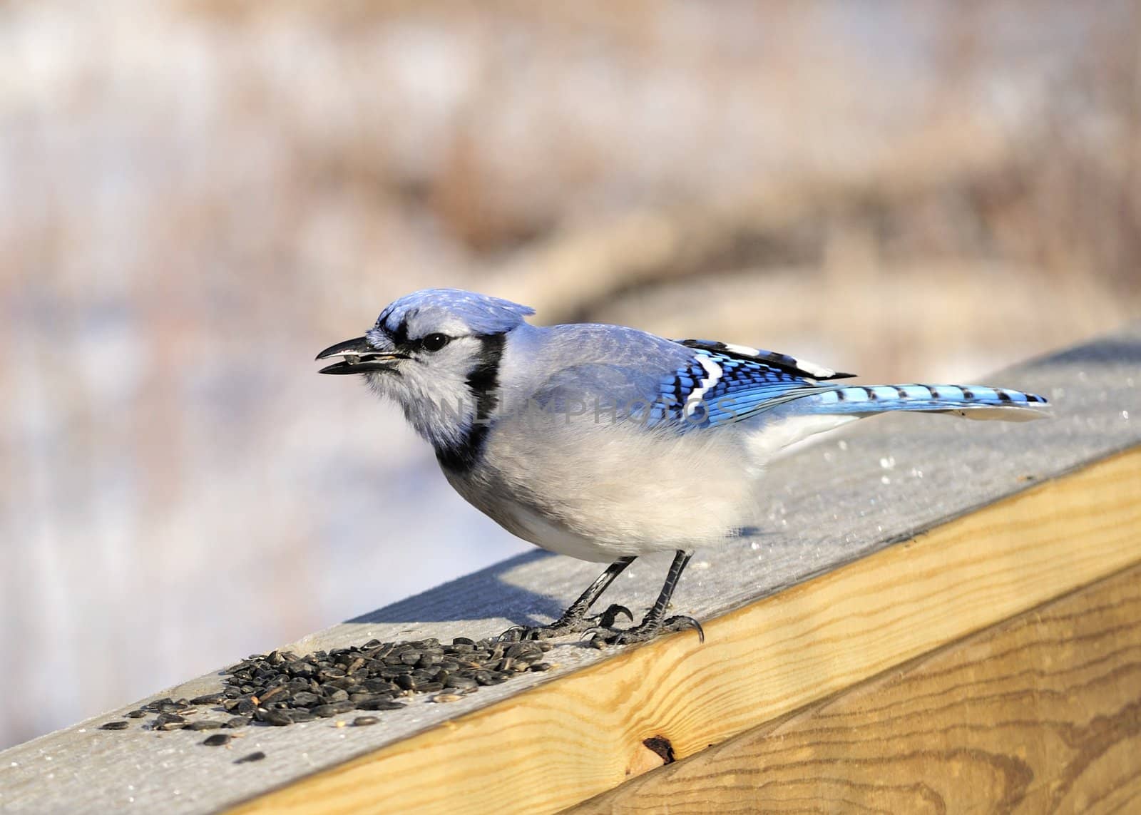 A blue jay perched on a wooden rail with bird seed.