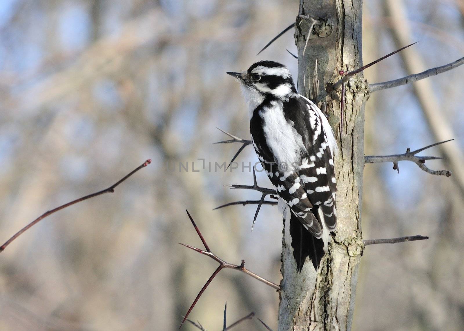 A female downy woodpecker perched on a tree branch.