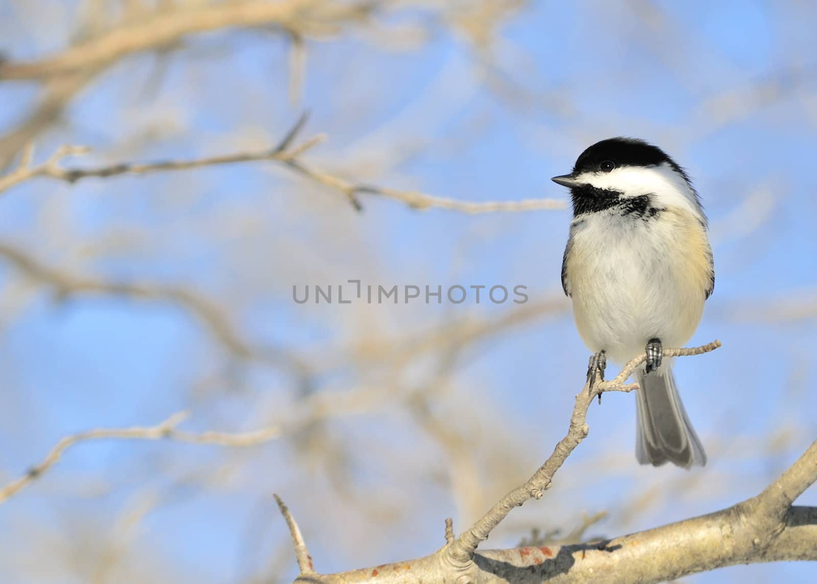 Black-capped Chickadee by brm1949