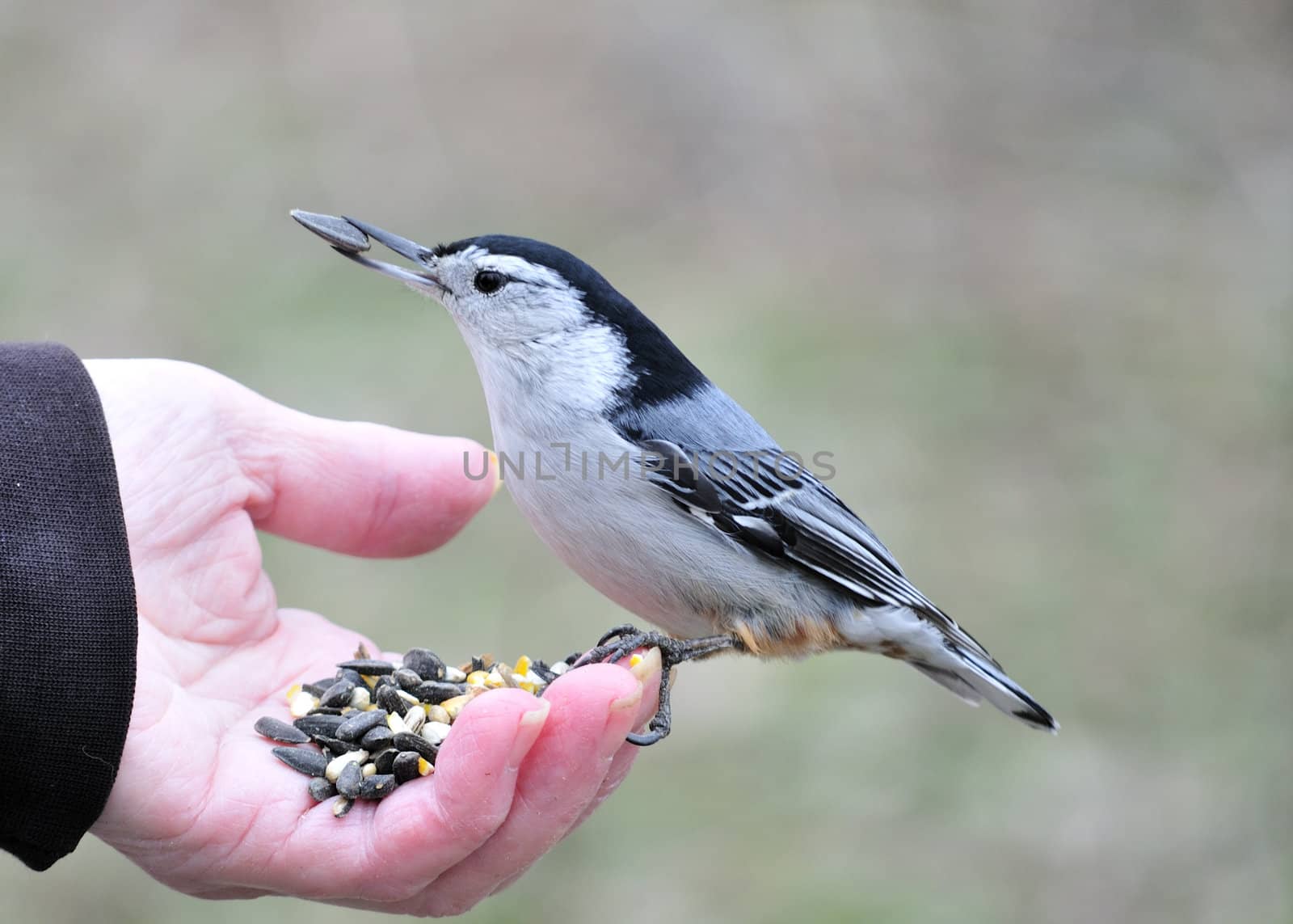 A nuthatch perched on a hand with bird seed.