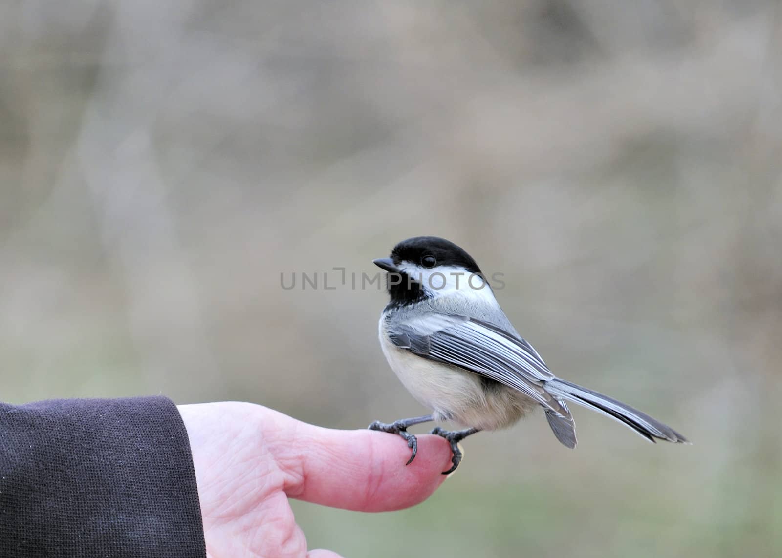 Black-capped Chickadee In Hand by brm1949