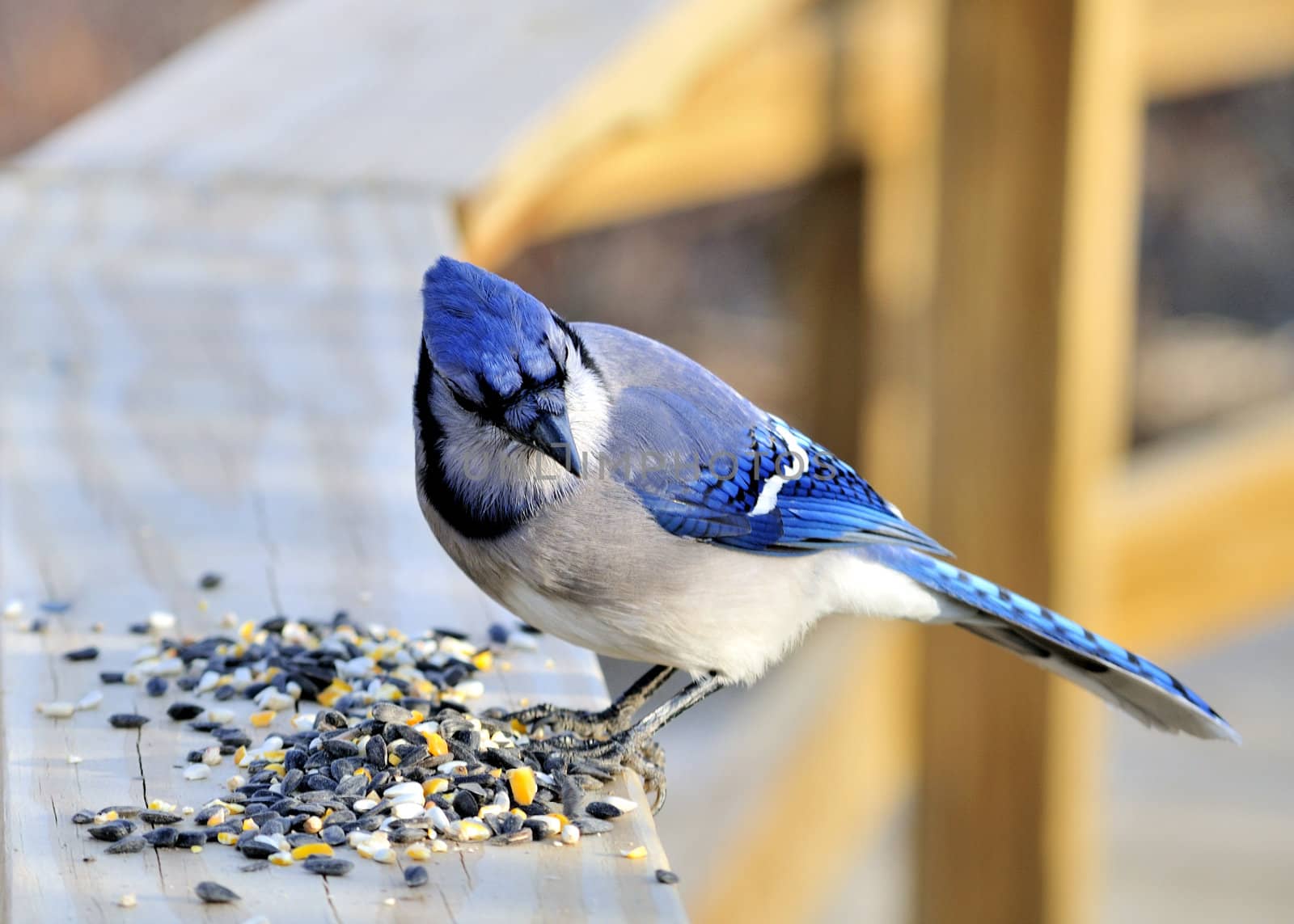 A blue jay perched on a wooden railing with bird seed.