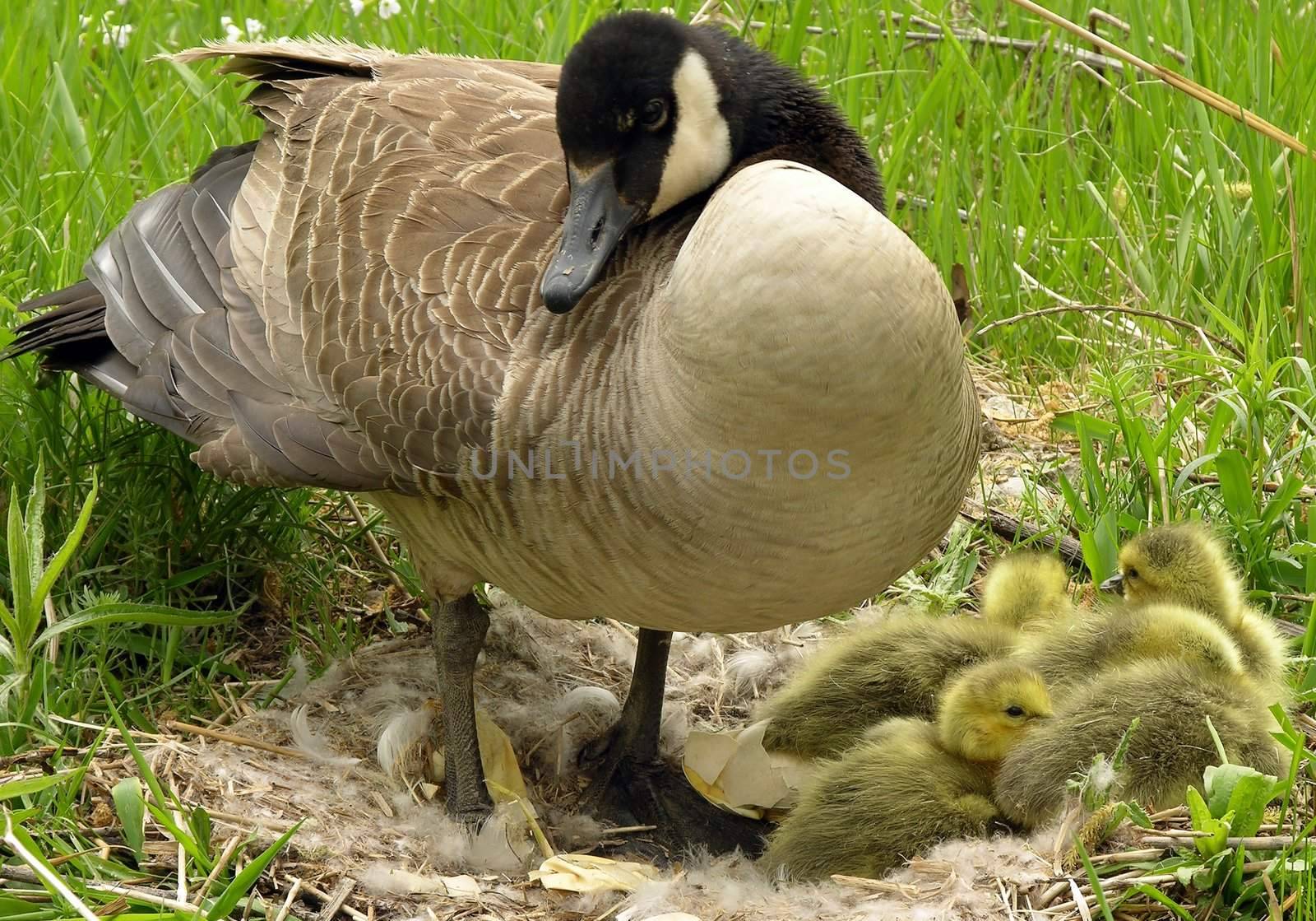 Canadian goose nest with baby chicks.