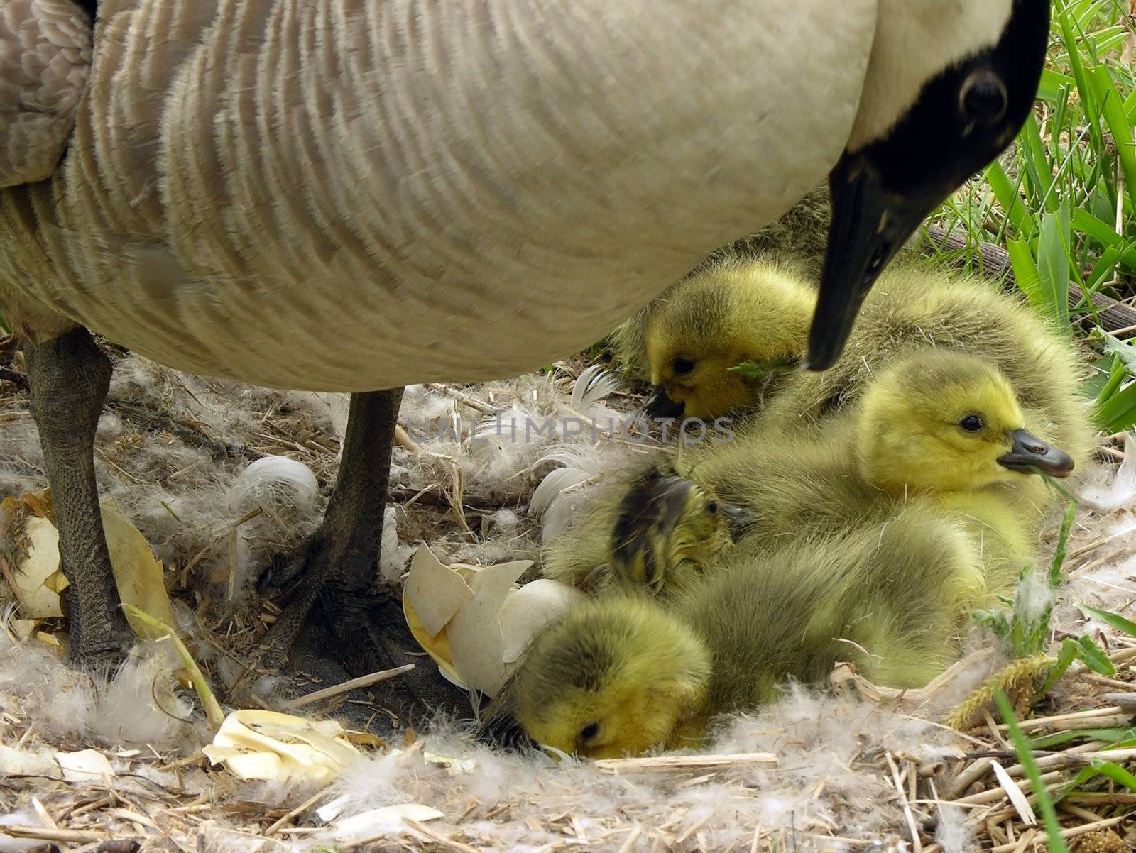 Canadian goslings in the nest.