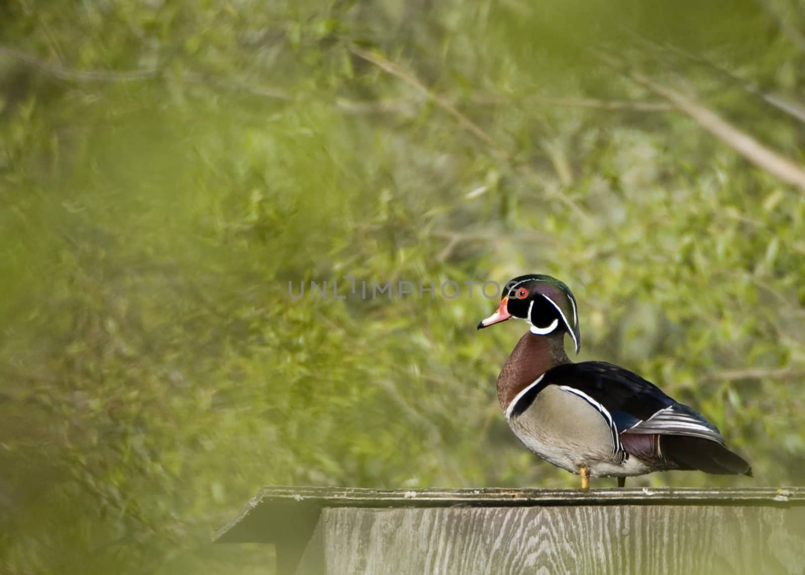 A male wood duck perched on a nesting box in a swamp.