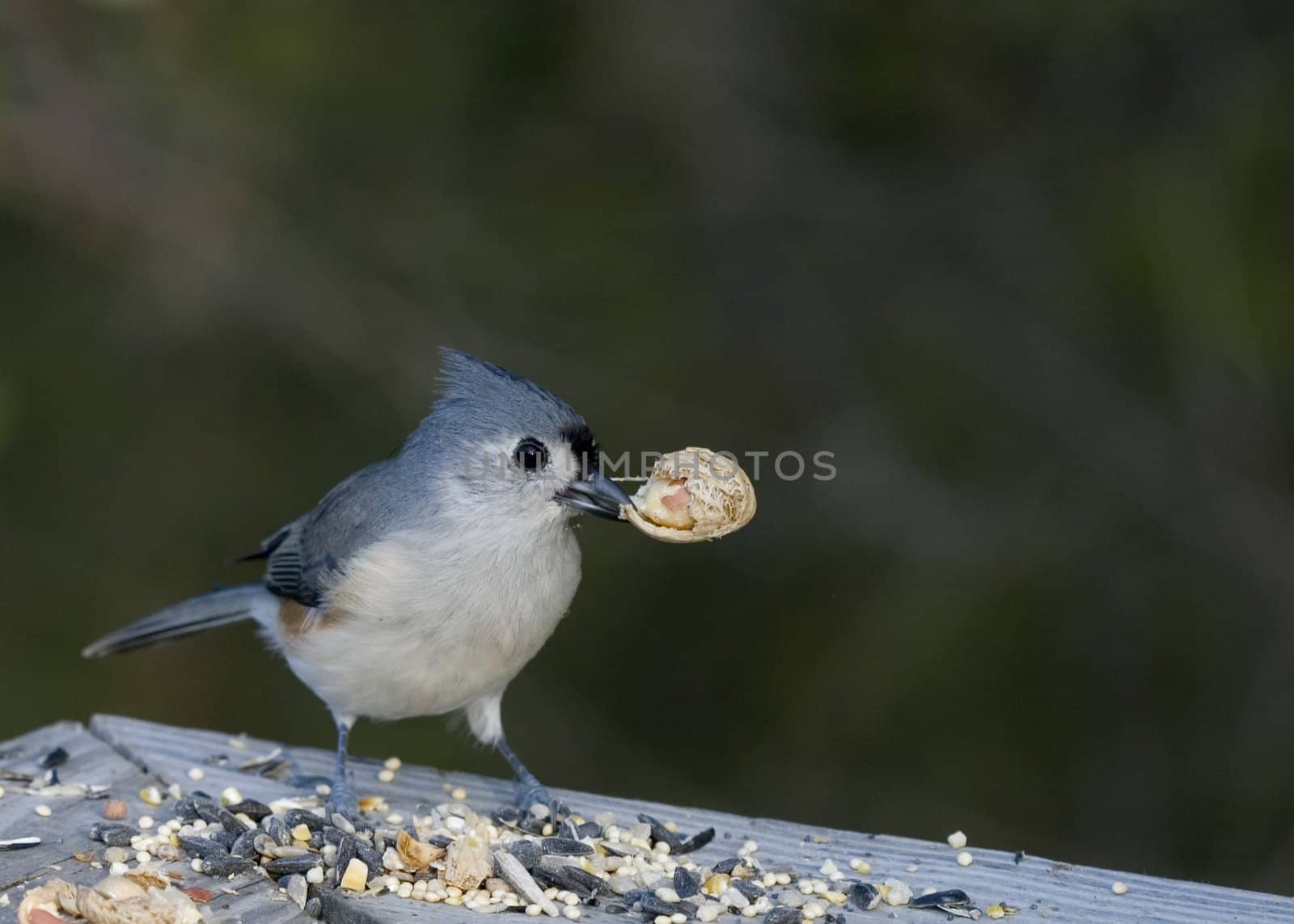 Titmouse eating a peanut on a wooden railing.