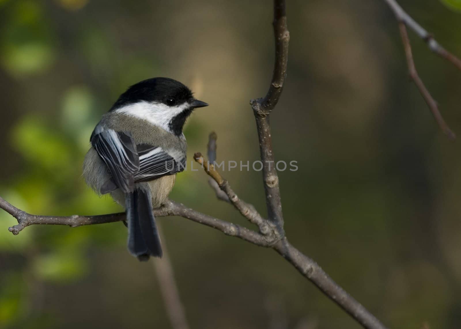 Black-capped chickadee perched on a branch.