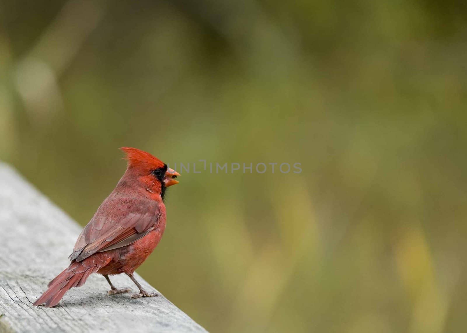 Cardinal (Cardinalis cardinalis) by brm1949