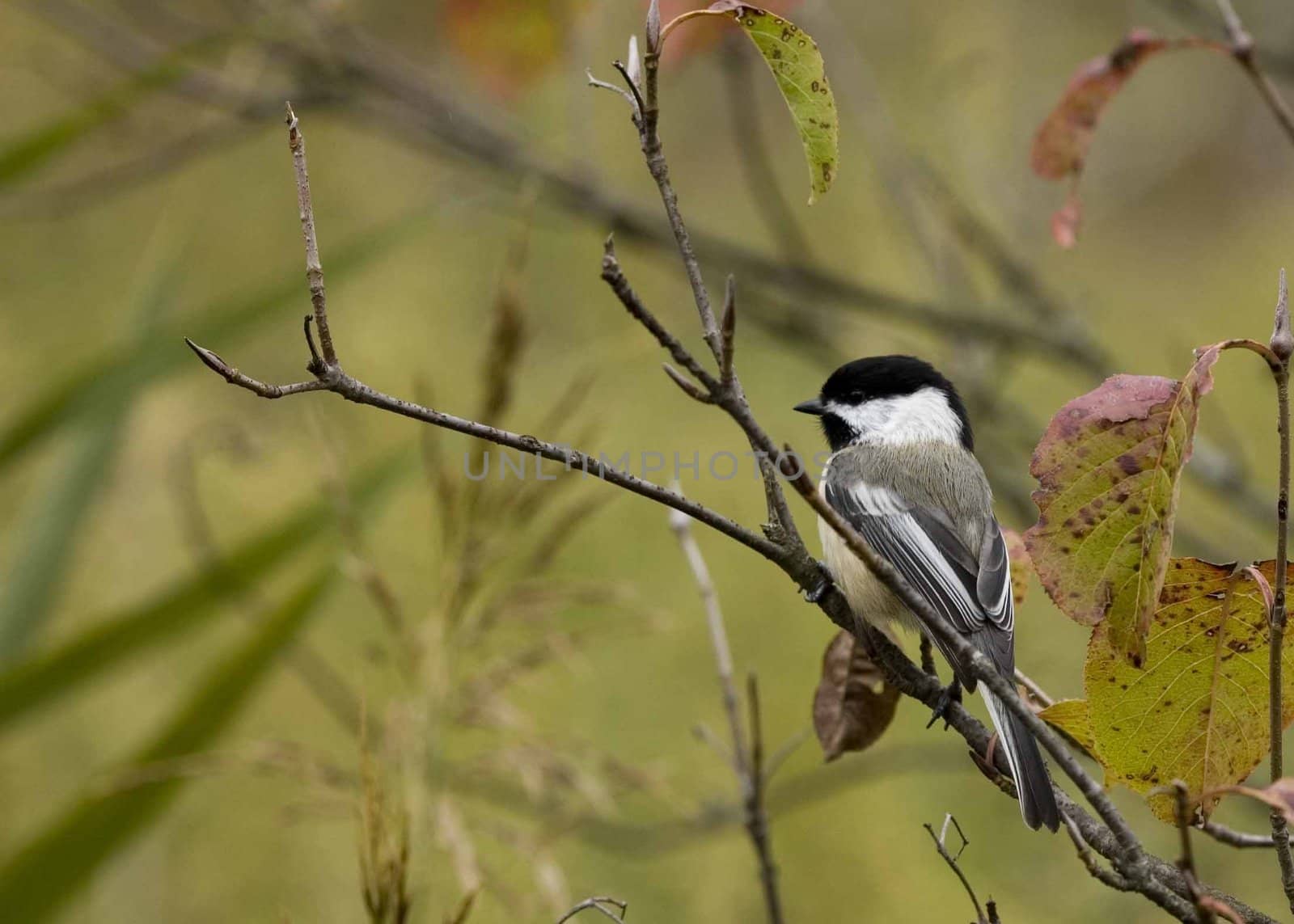 Black-capped Chickadee (Parus atricapillus) by brm1949
