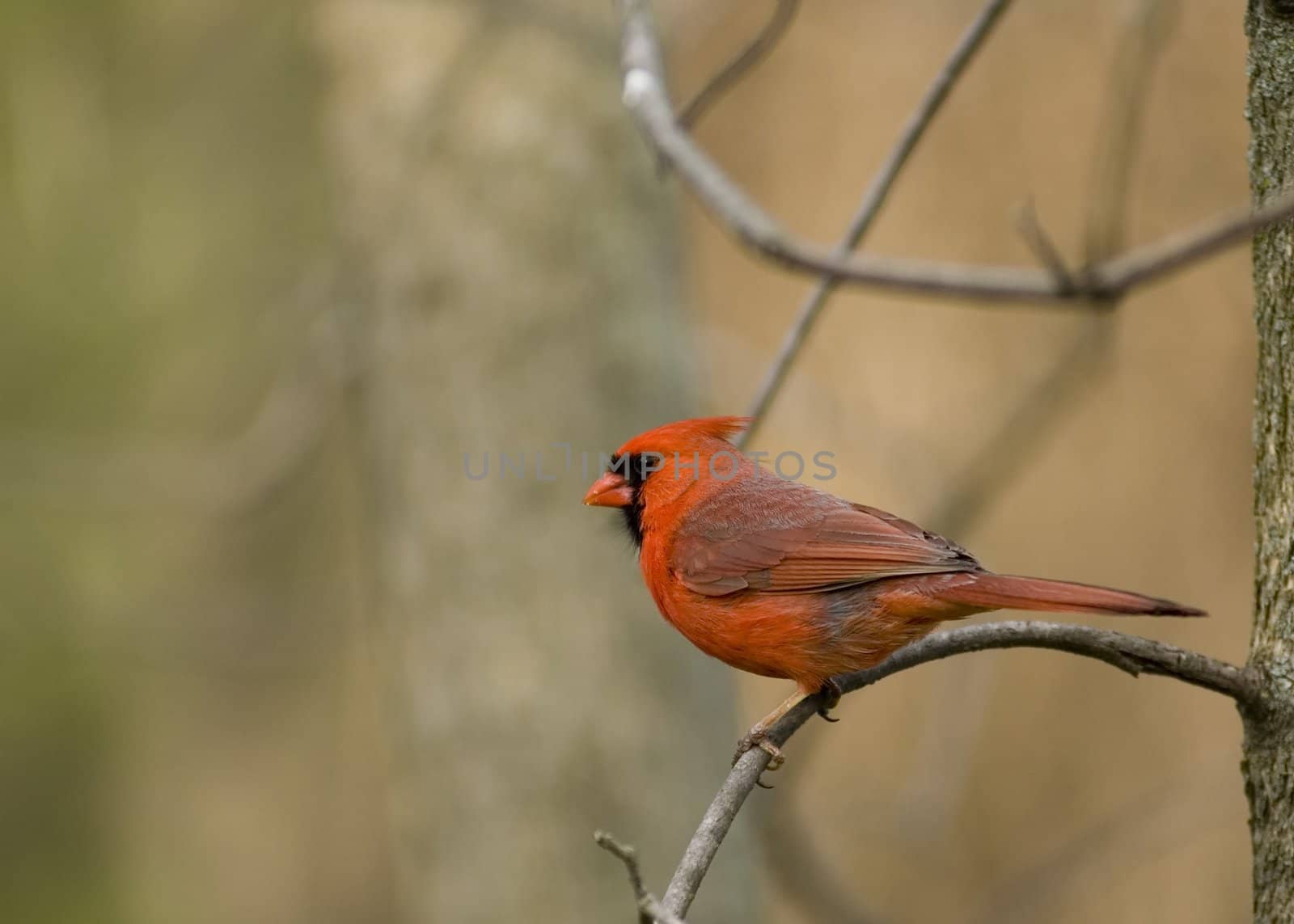 Cardinal (Cardinalis cardinalis) by brm1949
