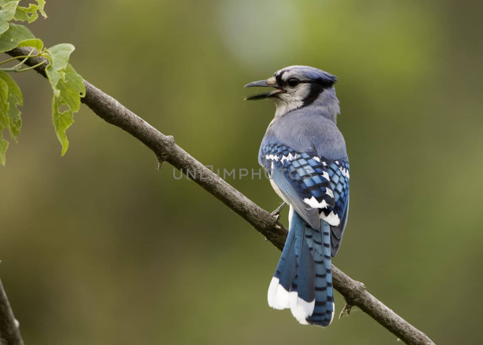 Blue Jay perched on a branch.