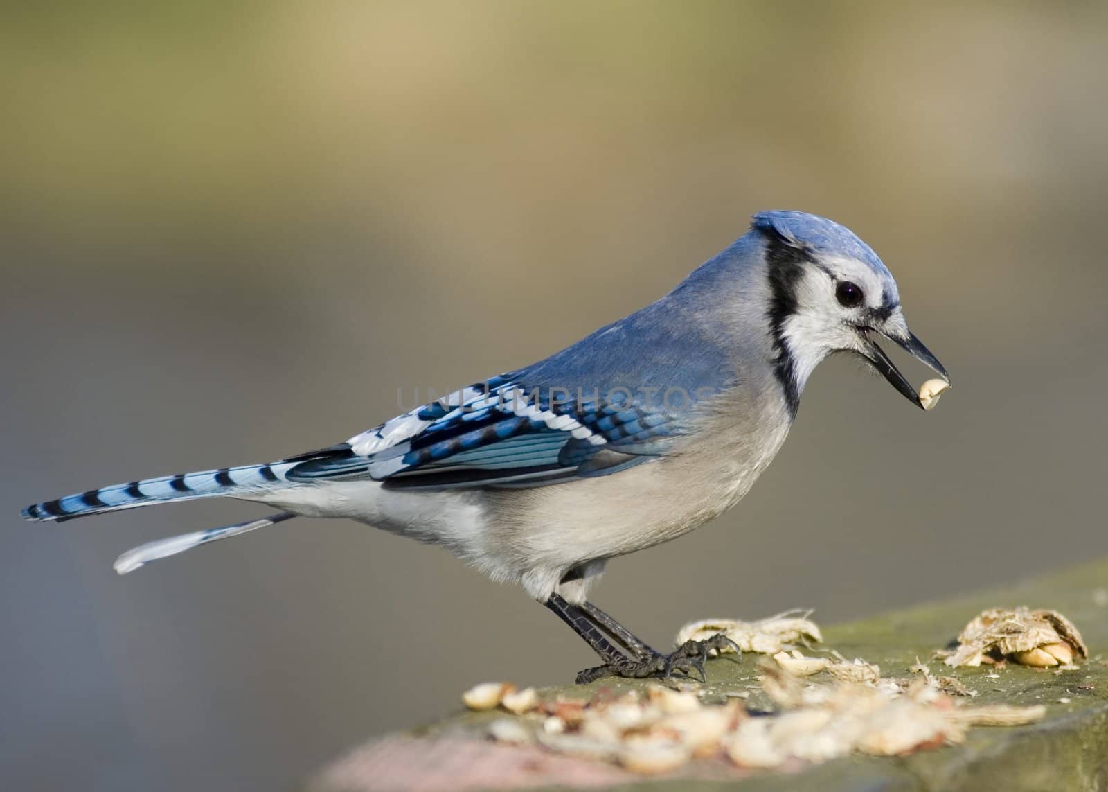 Blue Jay eating bird seed.