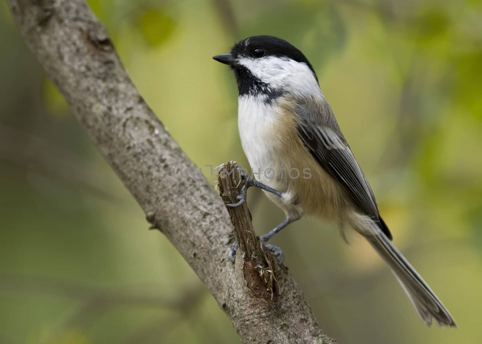 Black-capped chickadee perched on a branch.