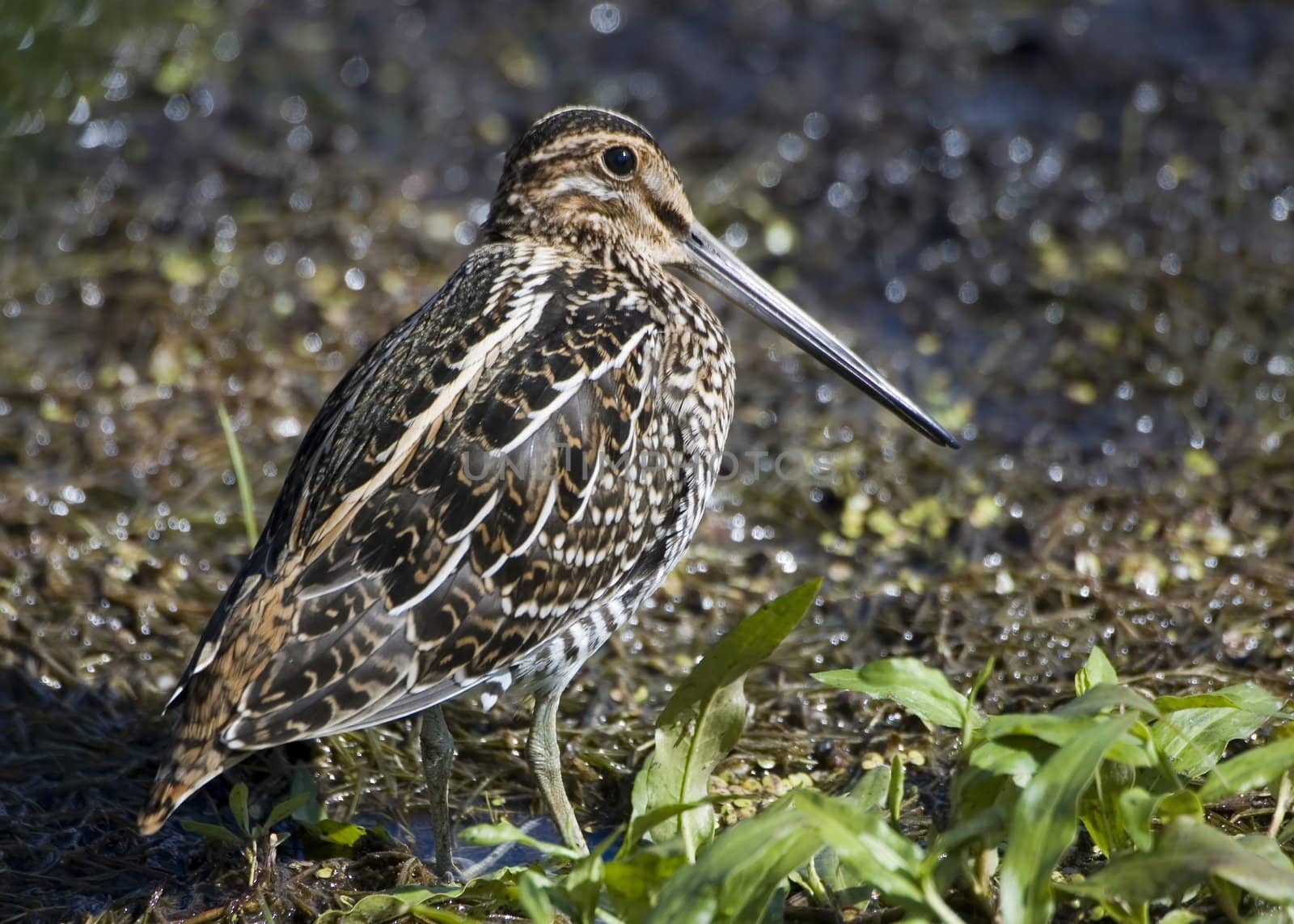 Common snipe perched on the ground.