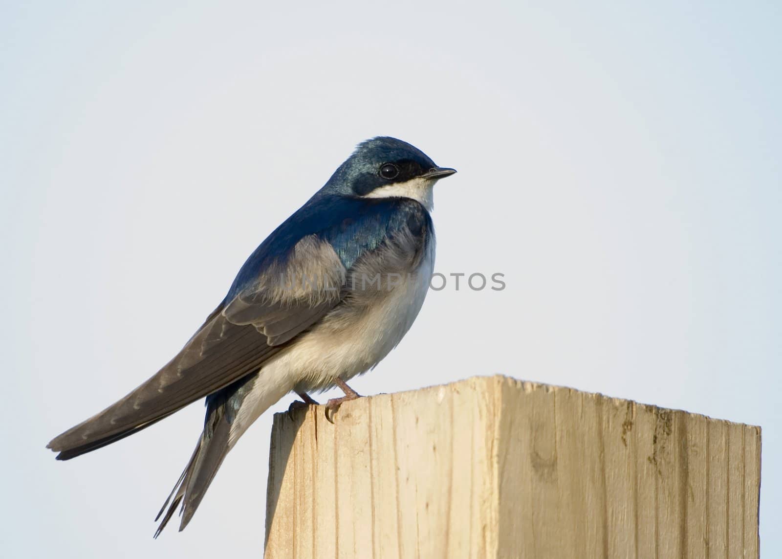 Tree swallow perched on a post.