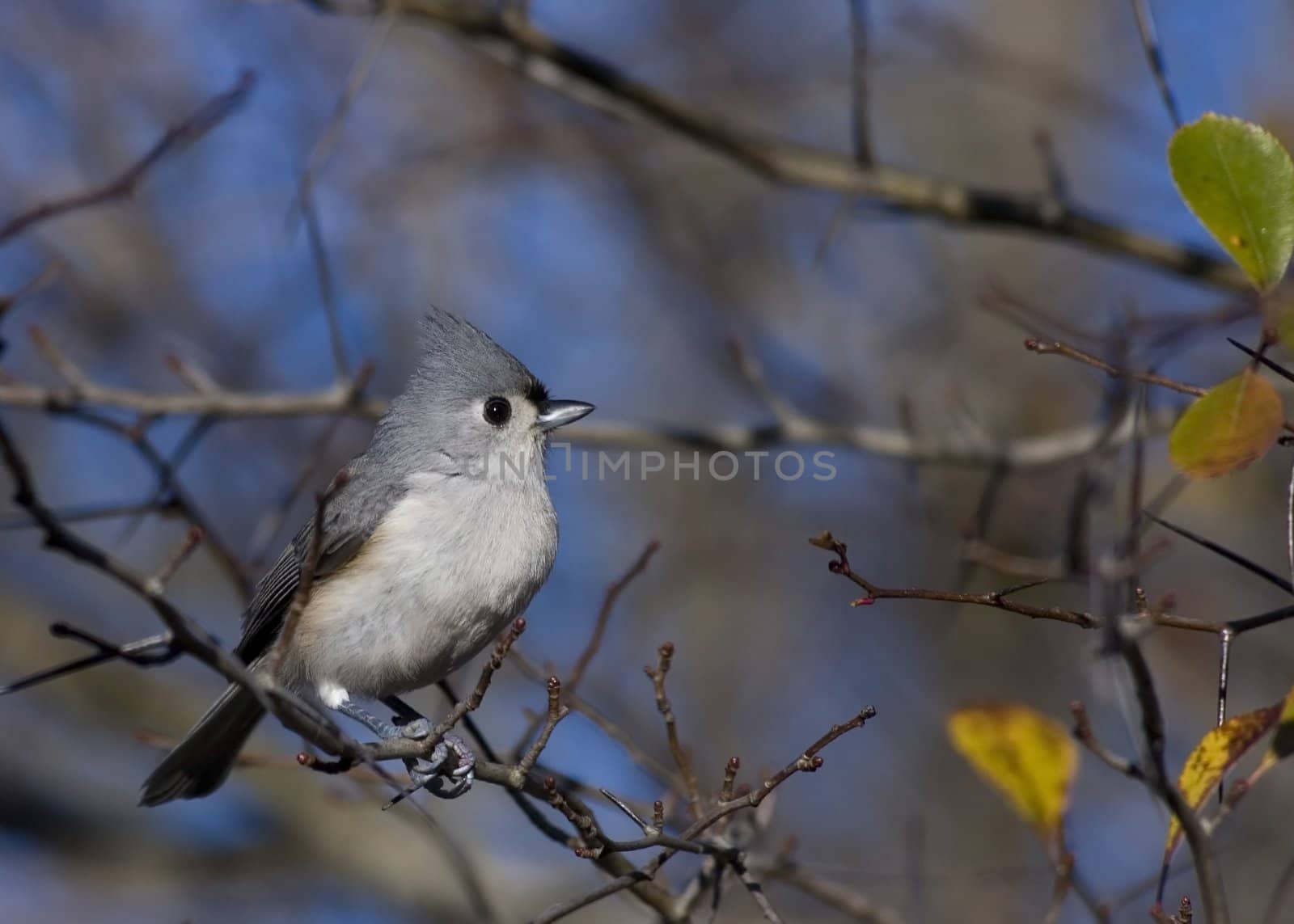 Titmouse perched on a branch.
