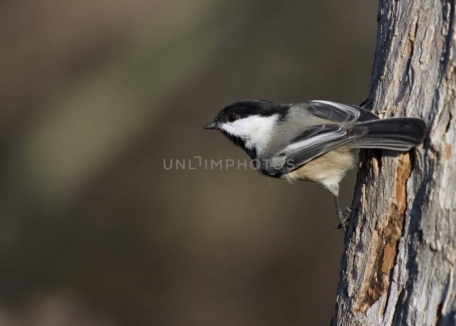 Black-capped chickadee perched on a tree trunk.