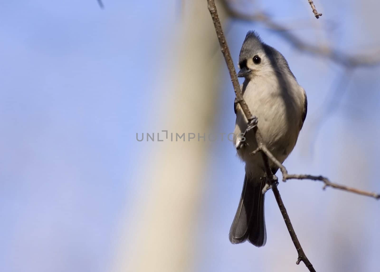 Tufted Titmouse (Parus bicolor) by brm1949