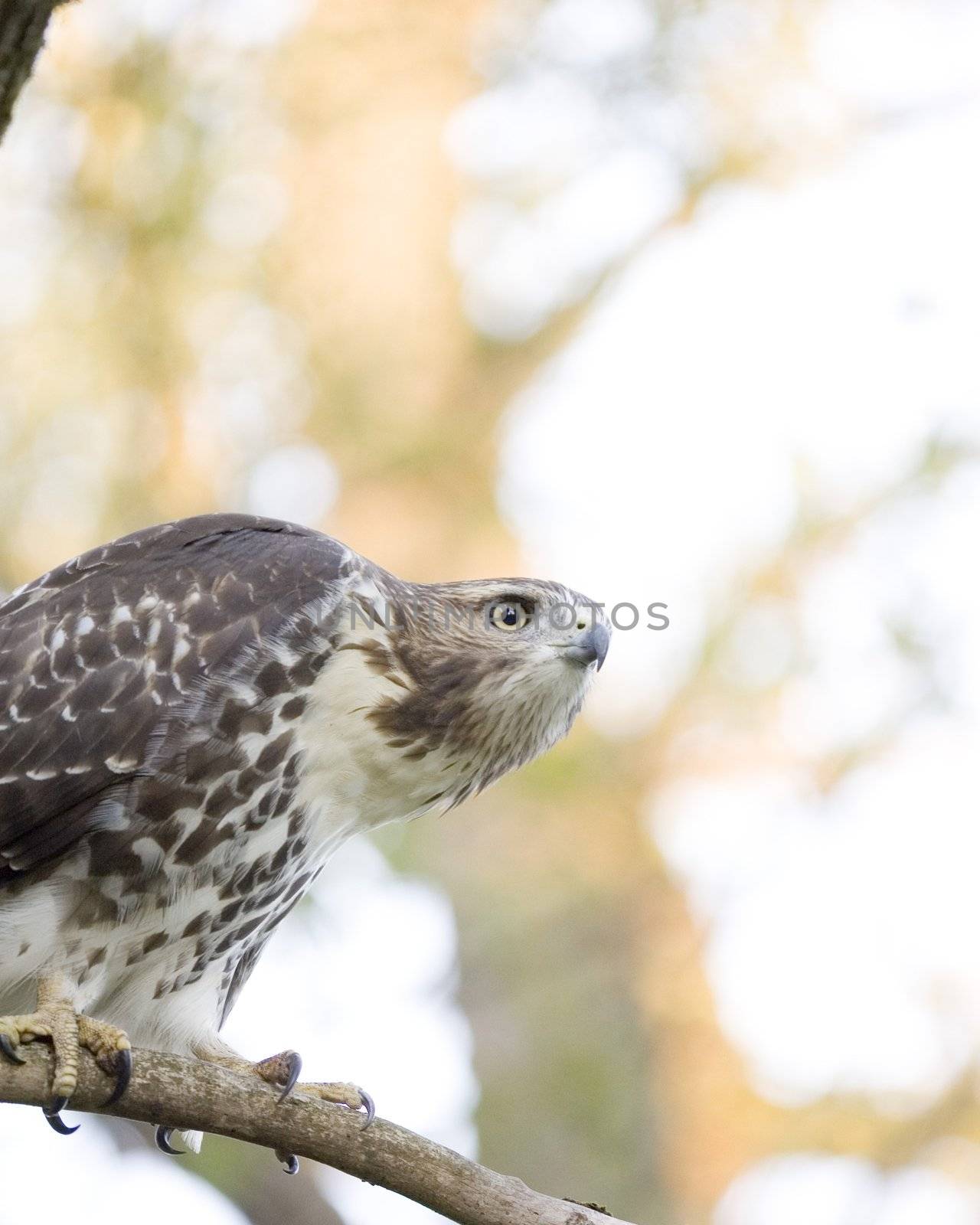 Red-Tailed Hawk by brm1949