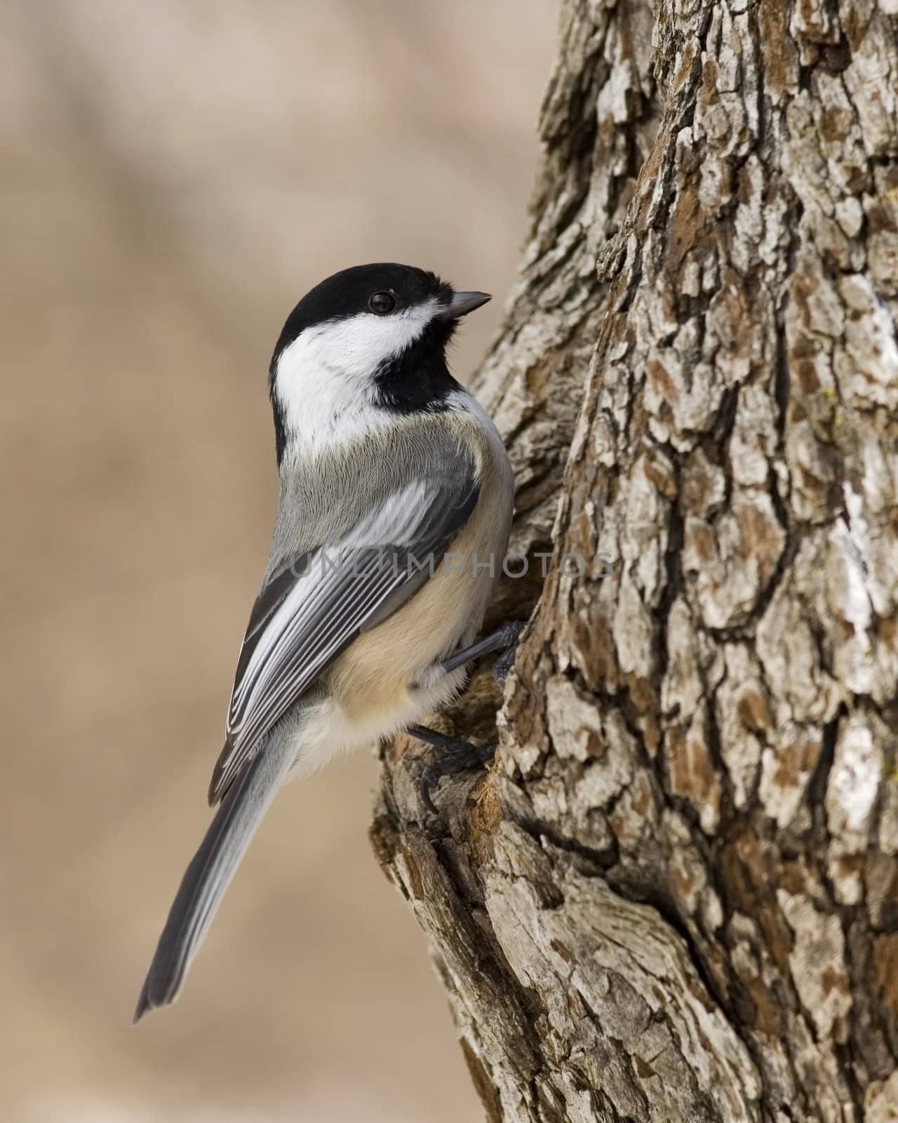 Black-capped chickadee perched on a tree trunk.