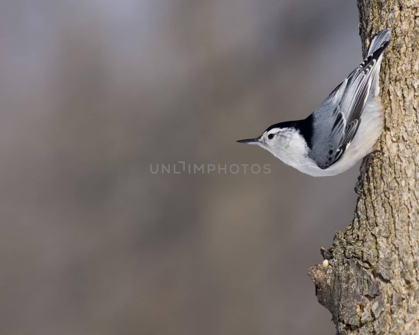 White-breasted Nuthatch (Sitta carolinensis) by brm1949