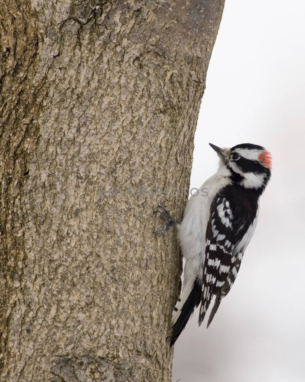 Downy Woodpecker (Picoides pubescens) by brm1949