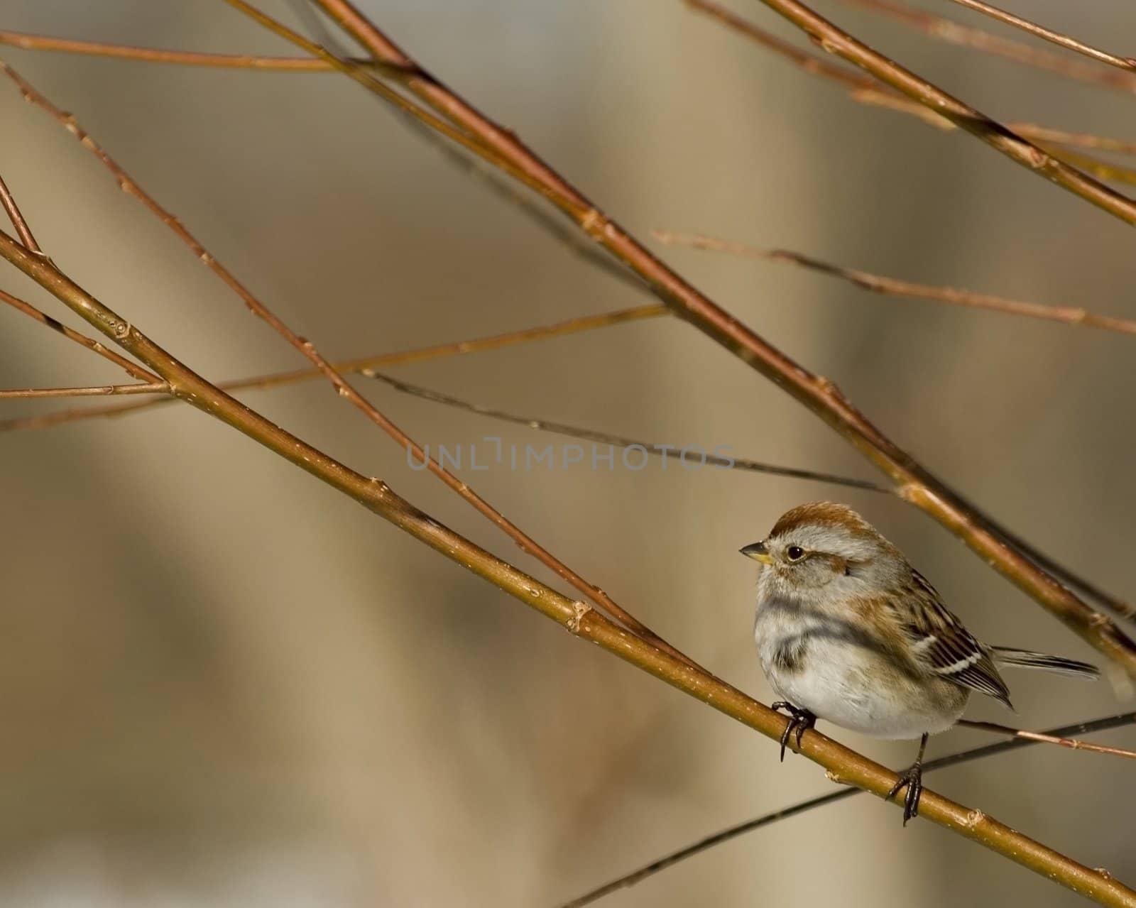 A tree sparrow perched o a tree branch.