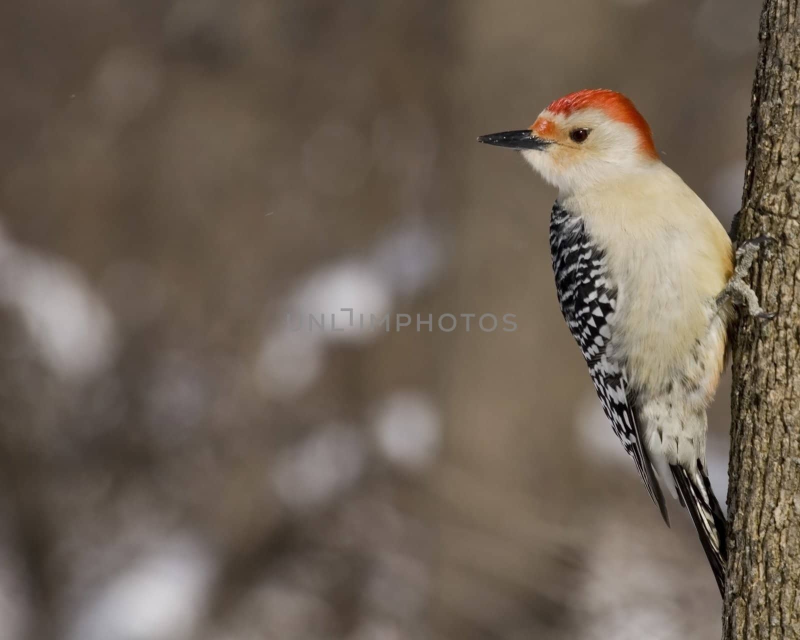 Red-bellied woodpecker perched on a tree trunk.