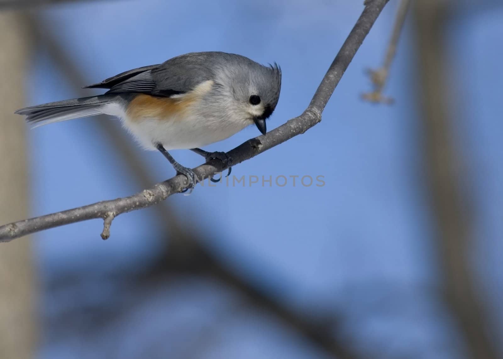 Tufted Titmouse (Parus bicolor) by brm1949