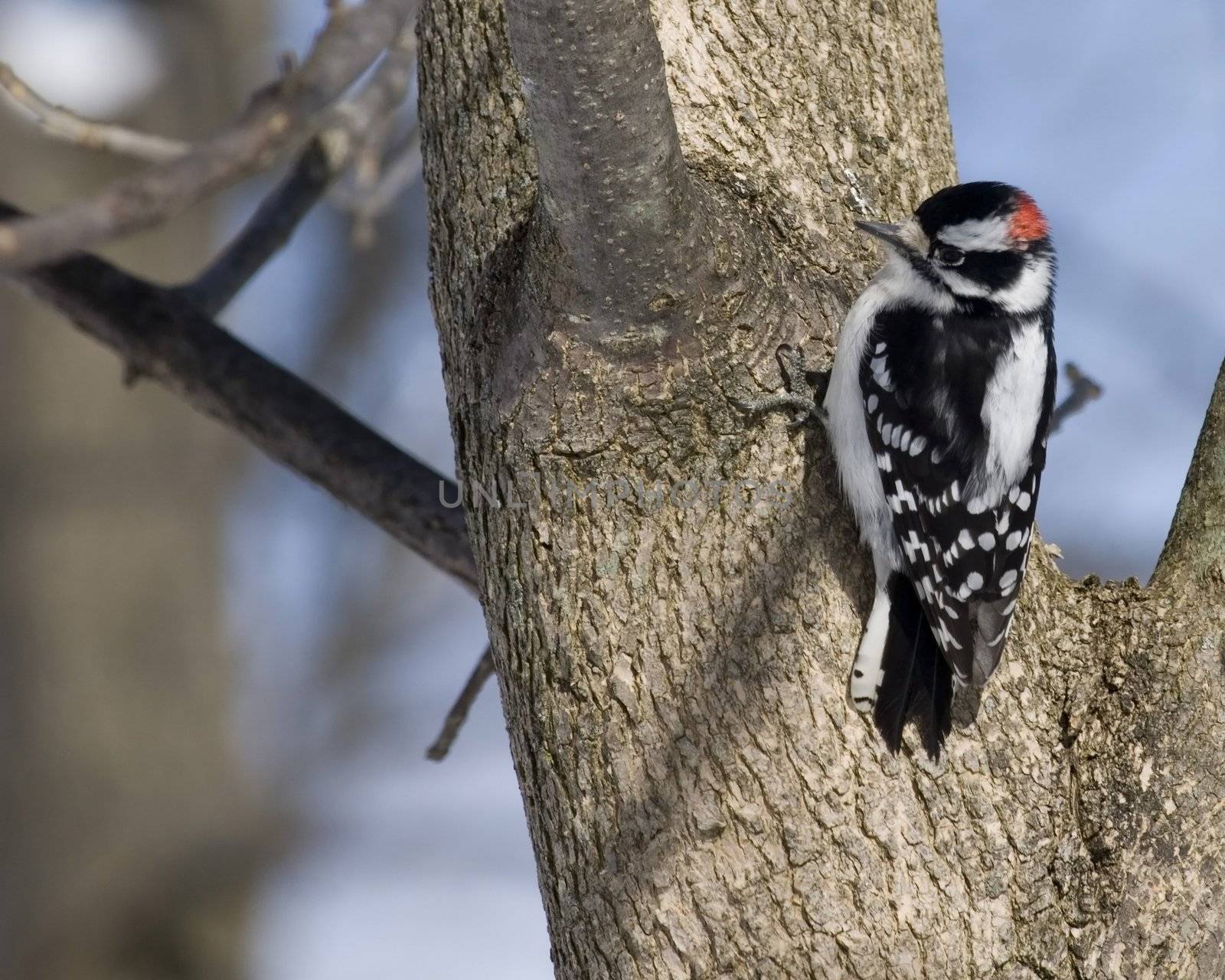 A Downy woodpecker perched on a tree.