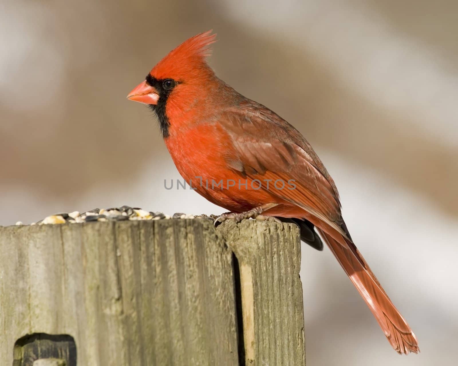 A male Cardinal perched on a wooden post.