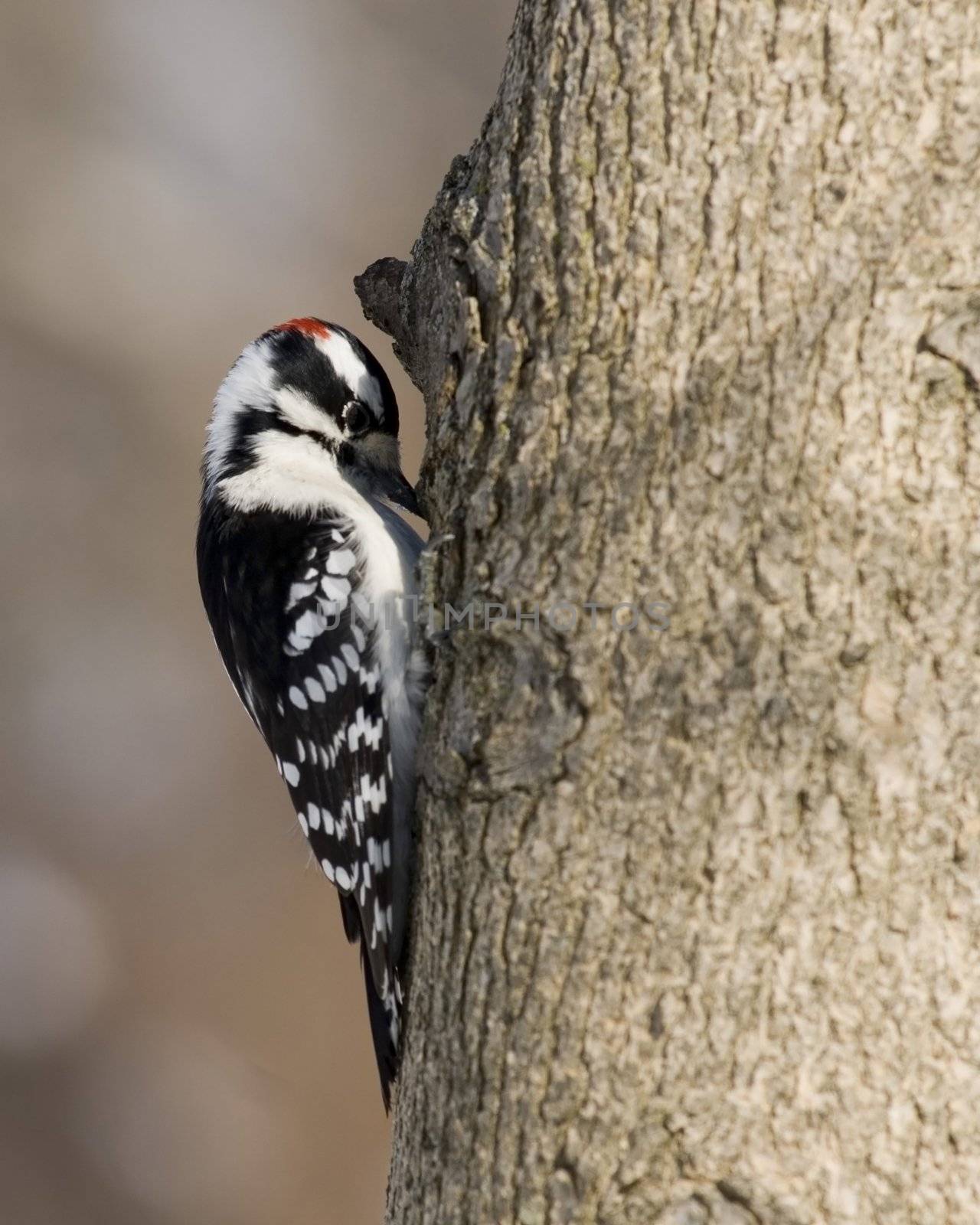 Downy Woodpecker (Picoides pubescens) by brm1949