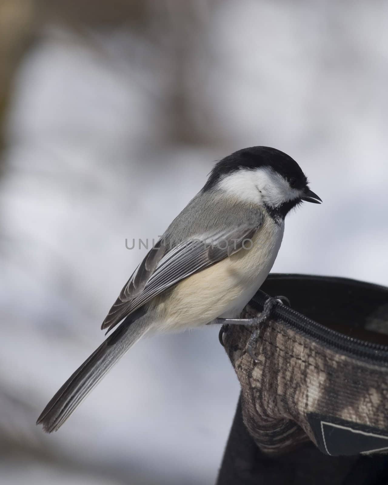 Black-capped chickadee perched on an open backpack.